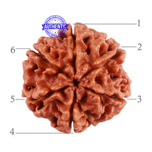 Load image into Gallery viewer, 6 Mukhi Rudraksha from Nepal - Bead No. 39
