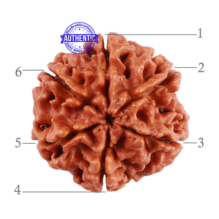 6 Mukhi Rudraksha from Nepal - Bead No. 39