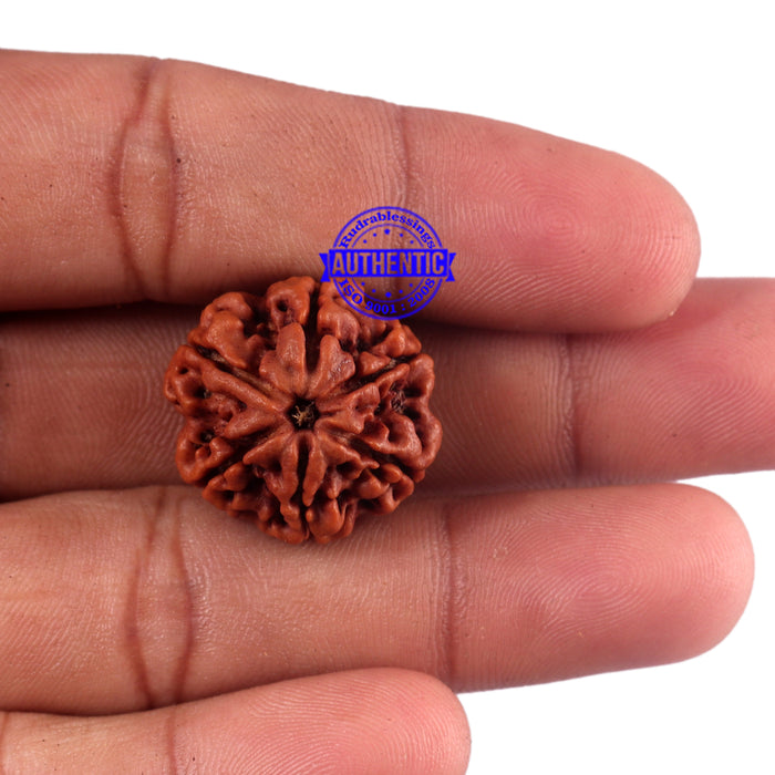 6 Mukhi Rudraksha from Nepal - Bead No. 44