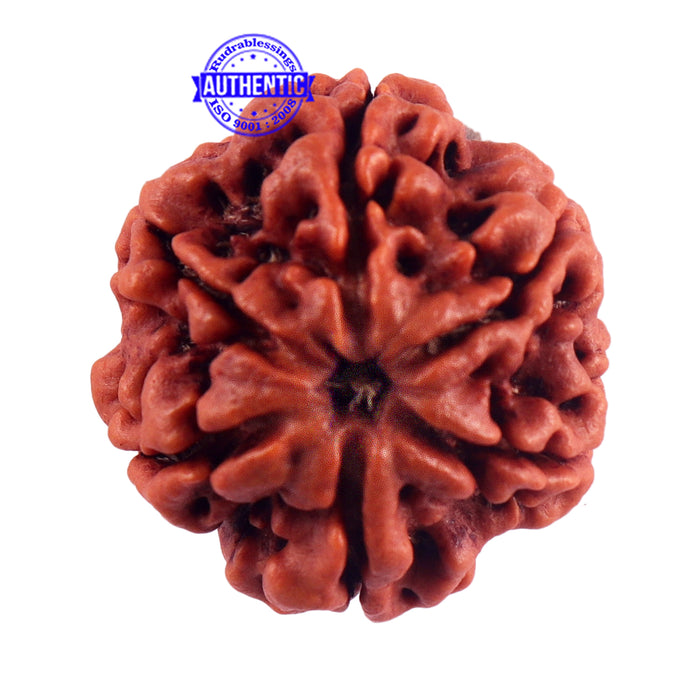 6 Mukhi Rudraksha from Nepal - Bead No. 44
