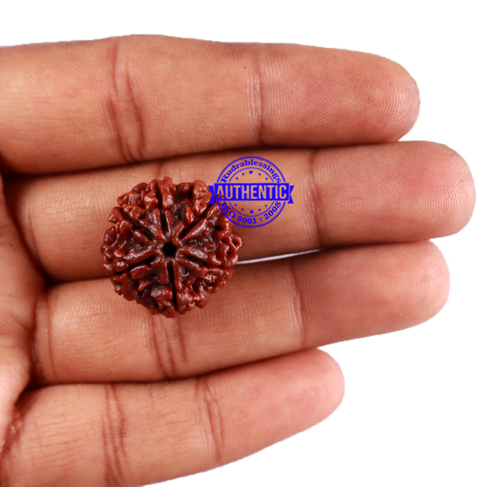 6 Mukhi Rudraksha from Nepal - Bead No. 40