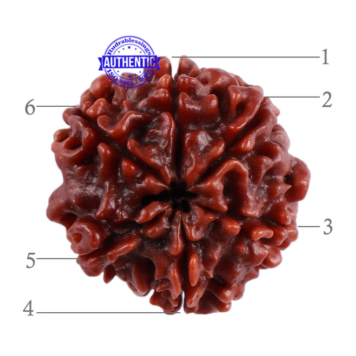 6 Mukhi Rudraksha from Nepal - Bead No. 40