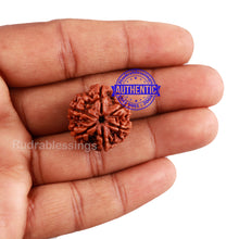 Load image into Gallery viewer, 6 Mukhi Rudraksha from Nepal - Bead No. 5
