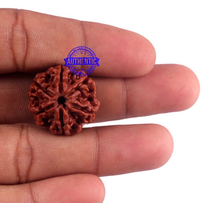 6 Mukhi Rudraksha from Nepal - Bead No. 45