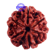 Load image into Gallery viewer, 6 Mukhi Rudraksha from Nepal - Bead No. 45
