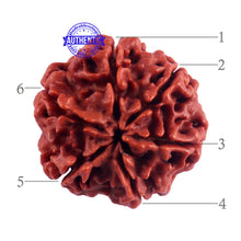 Load image into Gallery viewer, 6 Mukhi Rudraksha from Nepal - Bead No. 45
