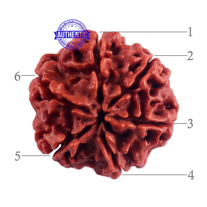 6 Mukhi Rudraksha from Nepal - Bead No. 45