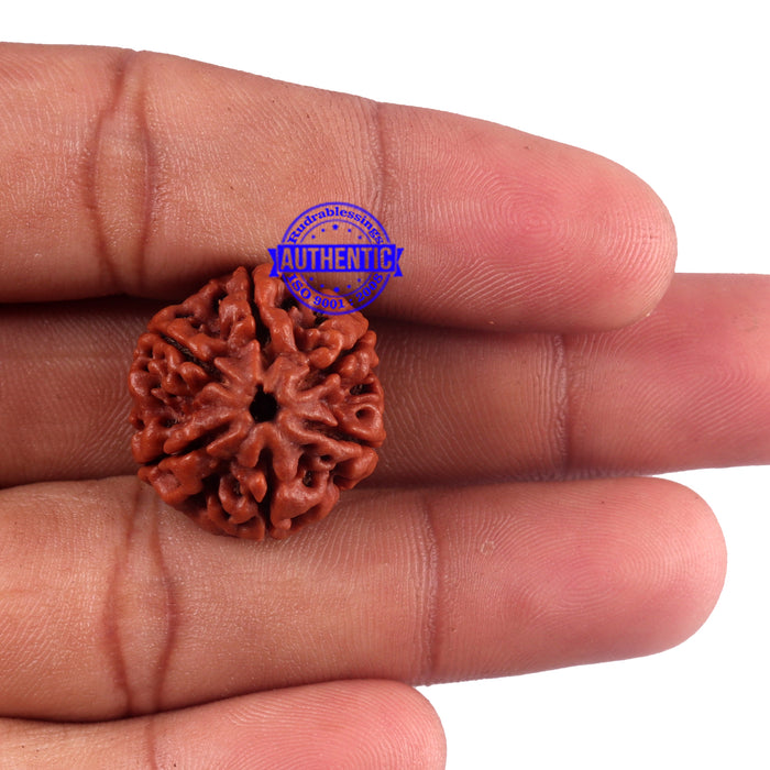 6 Mukhi Rudraksha from Nepal - Bead No. 46