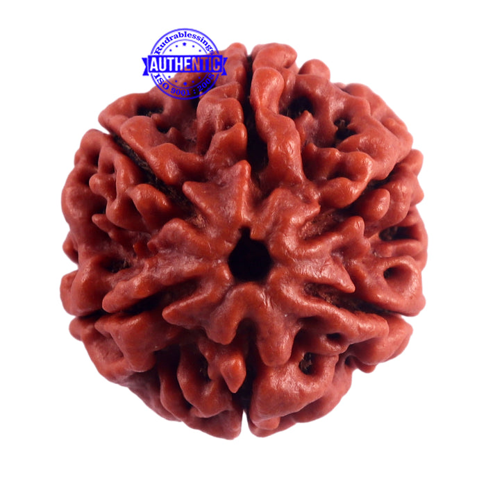 6 Mukhi Rudraksha from Nepal - Bead No. 46