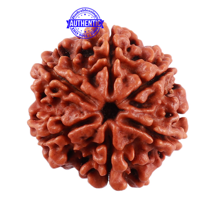 6 Mukhi Rudraksha from Nepal - Bead No. 6
