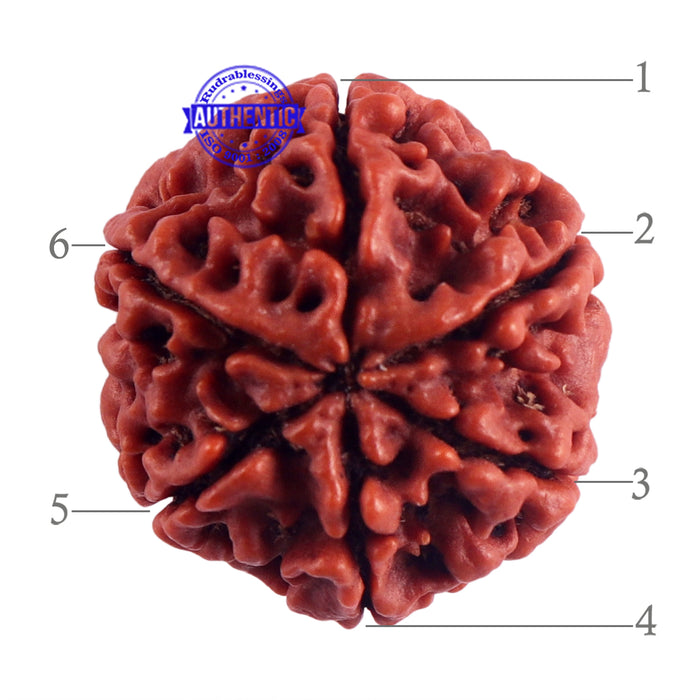 6 Mukhi Rudraksha from Nepal - Bead No. 46