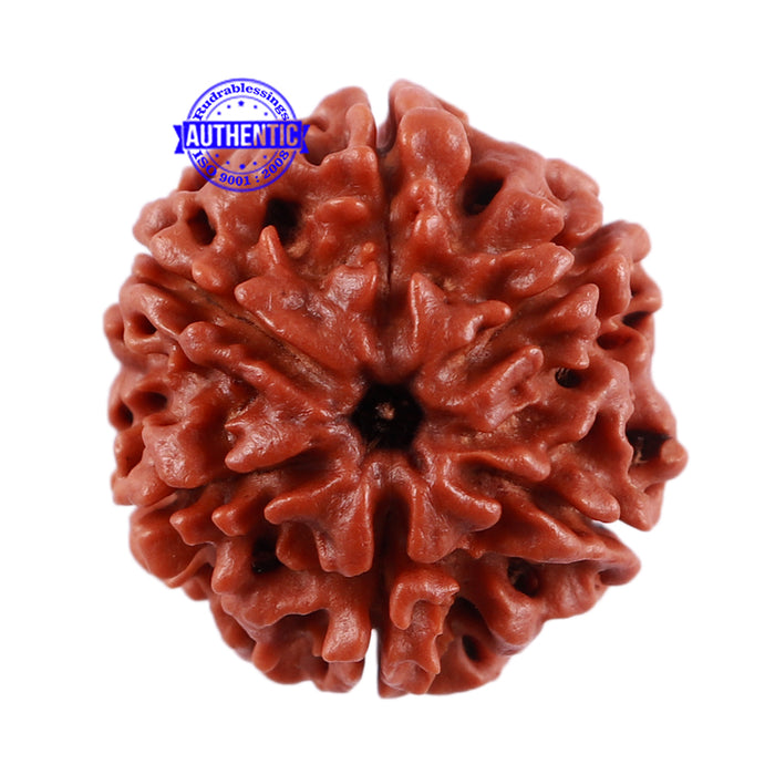 6 Mukhi Rudraksha from Nepal - Bead No. 7
