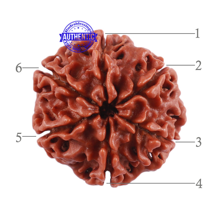 6 Mukhi Rudraksha from Nepal - Bead No. 7