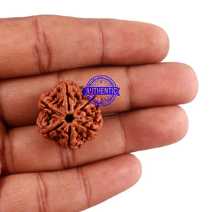 6 Mukhi Rudraksha from Nepal - Bead No. 8