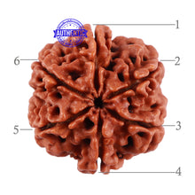 Load image into Gallery viewer, 6 Mukhi Rudraksha from Nepal - Bead No. 8
