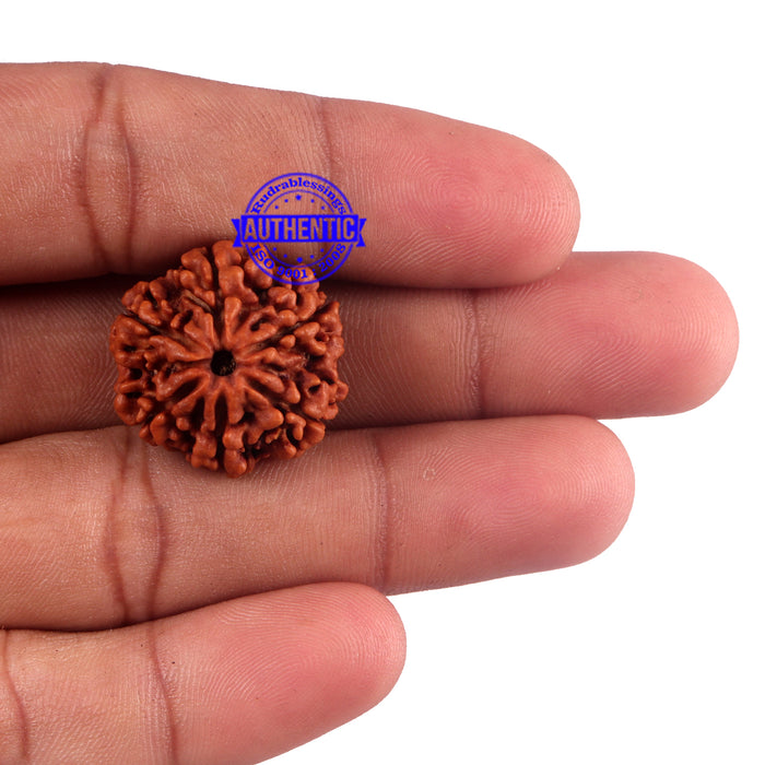 6 Mukhi Rudraksha from Nepal - Bead No. 49