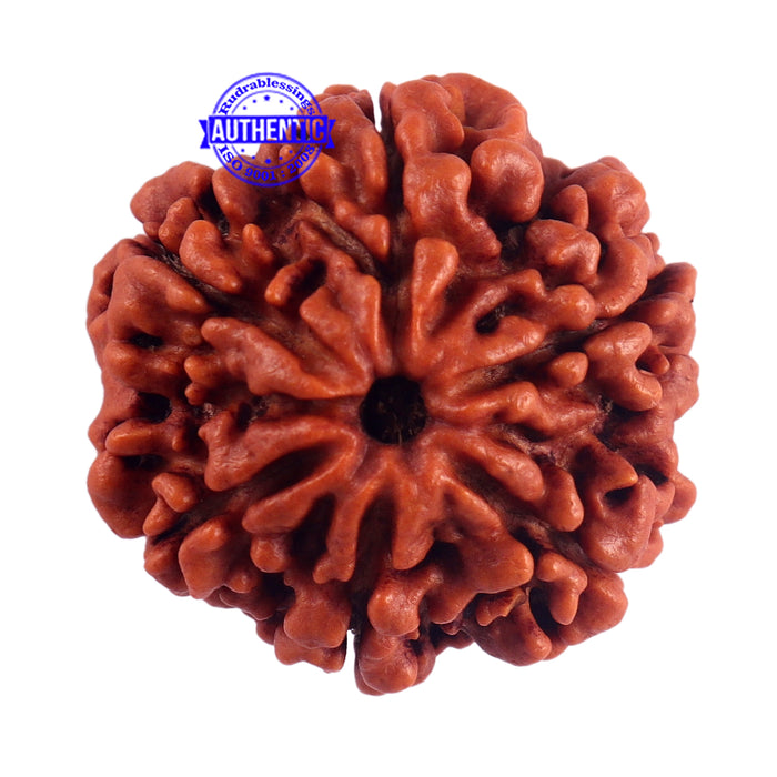 6 Mukhi Rudraksha from Nepal - Bead No. 49