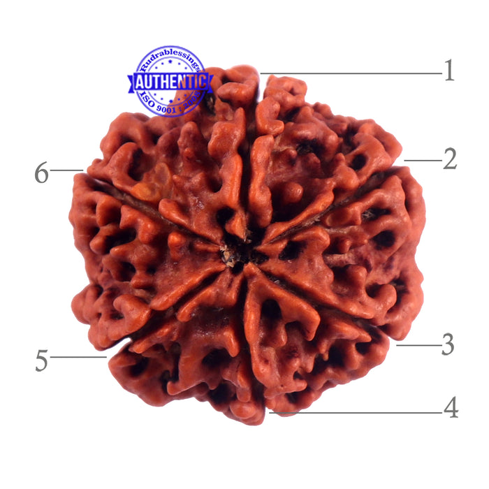 6 Mukhi Rudraksha from Nepal - Bead No. 49