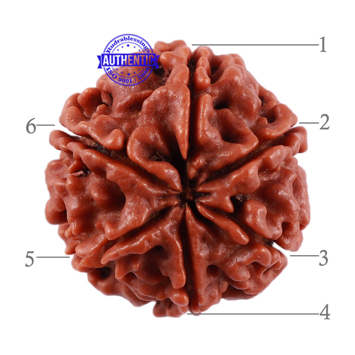 6 Mukhi Rudraksha from Nepal - Bead No. 9