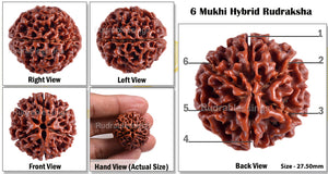 6 Mukhi Hybrid Rudraksha - Bead No. 10