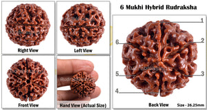 6 Mukhi Hybrid Rudraksha - Bead No. 11