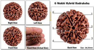 6 Mukhi Hybrid Rudraksha - Bead No. 12