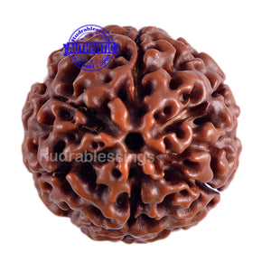 6 Mukhi Hybrid Rudraksha - Bead No. 15