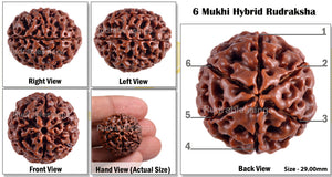 6 Mukhi Hybrid Rudraksha - Bead No. 15