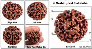 6 Mukhi Hybrid Rudraksha - Bead No. 16