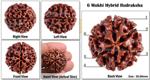 6 Mukhi Hybrid Rudraksha - Bead No. 17