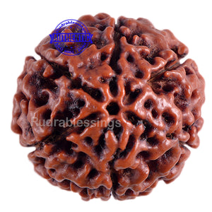 6 Mukhi Hybrid Rudraksha - Bead No. 18