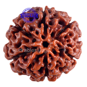 6 Mukhi Hybrid Rudraksha - Bead No. 19