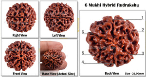 6 Mukhi Hybrid Rudraksha - Bead No. 19