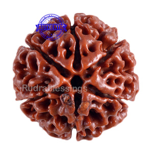 6 Mukhi Hybrid Rudraksha - Bead No. 20