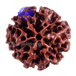 6 Mukhi Hybrid Rudraksha - Bead No. 21