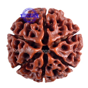 6 Mukhi Hybrid Rudraksha - Bead No. 22