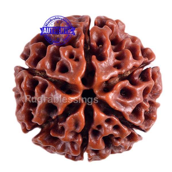 6 Mukhi Hybrid Rudraksha - Bead No. 22