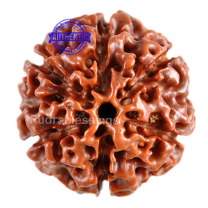 6 Mukhi Hybrid Rudraksha - Bead No. 23