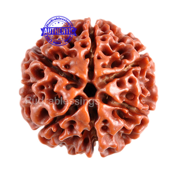 6 Mukhi Hybrid Rudraksha - Bead No. 24