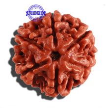 Load image into Gallery viewer, 6 Mukhi Rudraksha from Nepal - Bead No. 257
