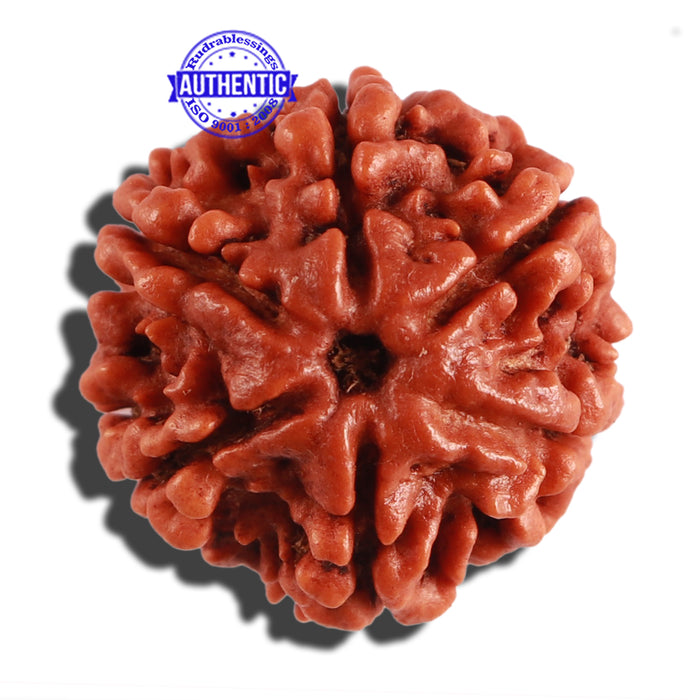 6 Mukhi Rudraksha from Nepal - Bead No. 257