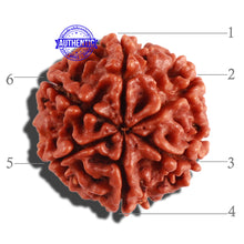 Load image into Gallery viewer, 6 Mukhi Rudraksha from Nepal - Bead No. 257
