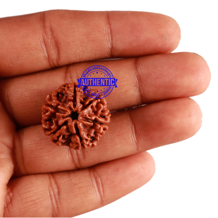 6 Mukhi Rudraksha from Nepal - Bead No. 258