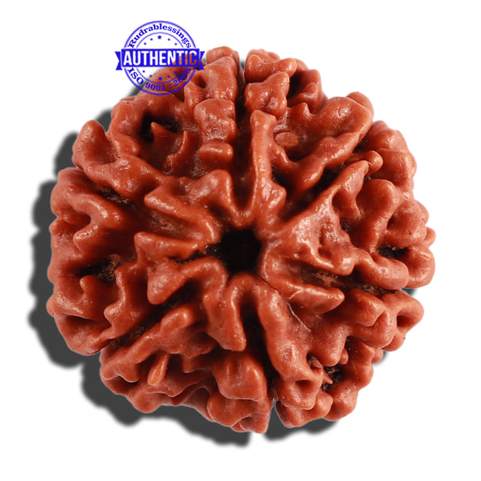 6 Mukhi Rudraksha from Nepal - Bead No. 258