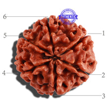 Load image into Gallery viewer, 6 Mukhi Rudraksha from Nepal - Bead No. 258
