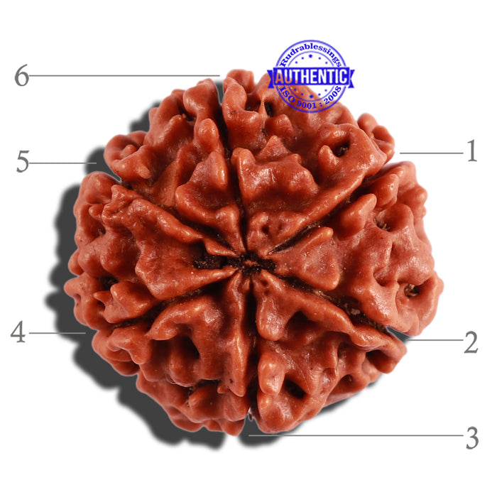 6 Mukhi Rudraksha from Nepal - Bead No. 258