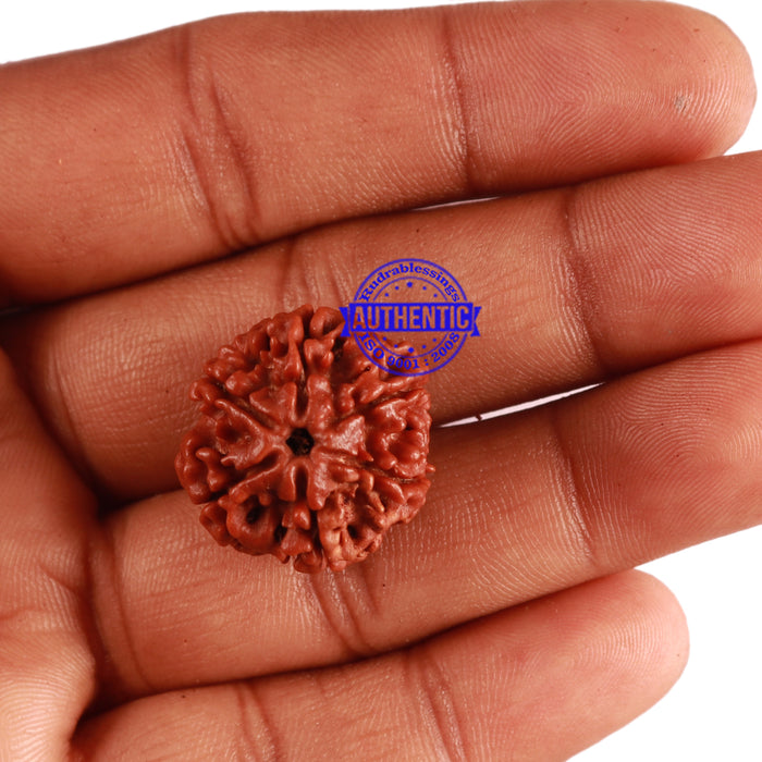 6 Mukhi Rudraksha from Nepal - Bead No. 259