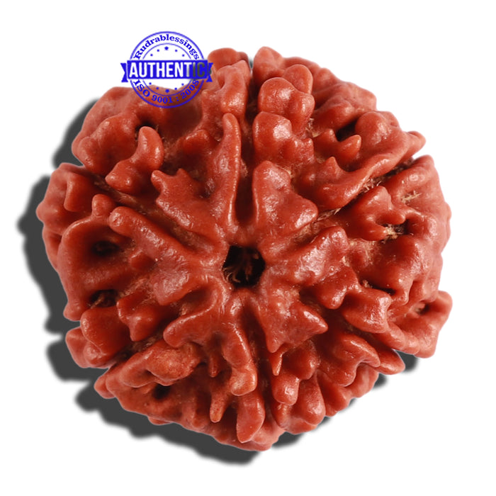 6 Mukhi Rudraksha from Nepal - Bead No. 259