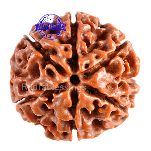 6 Mukhi Hybrid Rudraksha - Bead No. 25