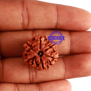 6 Mukhi Rudraksha from Nepal - Bead No. 260